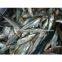 DRIED SHAD FISH WITH GOOD QUALITY