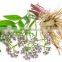 Organic Valerian Root Extract Powder Valeric Acid 0.8% Valerian Extract Powder Bulk Supplier Of Valerian Root Extract