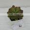 Best selling high simulation tropical plants artificial mini cactus plant