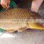 manufacturer of shrimp pond preparation