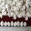 Crop 2015 Pumpkin Snow White Seeds,11cm 13cm 13mm 14cm                        
                                                Quality Choice