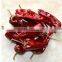 small hot chili hot chilli pepper chaotian chilli