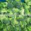 Wholesale Fresh Frozen Broccoli