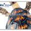 Artificial Hawksbill Turtle sea turtle lifelike beach living