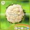 supply new crop fresh iqf frozen cauliflower