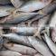 Whole sale frozen indian mackerel marine fish