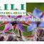 NSF essential Borage Oil