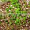 Indoor Garden Growing Media Expanded Vermiculite/Perlite