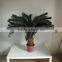 decorative sago cycas cycas revoluta artificial high simulation cycads plant