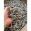 SUN DRIED, UNBOILED ANCHOVY/SPRAT