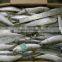 Frozen Small Size Sardine for Canning