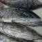 frozen skipjack tuna fish