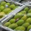 FRESH MANGOS WITH BEST PRICE AND GOOD QUALITY