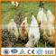 Chicken farm hexagonal wire mesh fence roll