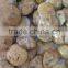 Wholesale Small Polished Starfish Asteroid Ammonite Fossils