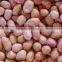 China peanut kernels baisha with best price