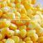 IQF frozen fresh sweet corn kernel in sales whole kernel sweet corn