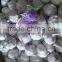 2015 Crop Fresh Garlic