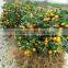 orange fruit trees seedling