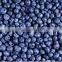 Iqf Blueberry frozen blueberry (Grade A) local in "Country of blueberry"