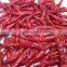 Premium Quality Indian Dry Red Chilli Exporters