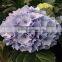 high grade hydrangea flower export from the biggest flower trading center in China