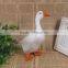 stuffed birds ornaments taxidermy figurine duck