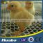 Poultry Chicken Farming Equipment Plastic Slats for Poultry