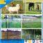 Galvanized 4x4 welded wire mesh goat fence