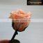 Preserved Real Flowers Natural Fresh Rose With Stem