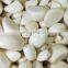 Good Quality 500g/1kg/2kg/10kg/20kg White Chopped Frozen Crushed Garlic Conducive to Preservation