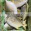 china iqf golden pomfret frozen golden pompano frozen golden pomfret fish