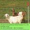 Grassland fence/Field Fence/Galvanized Steel Mesh/ stock fencing wire/Cattle fence