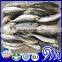 Small eyes Frozen Mackerel Fish,Round Scad Fish