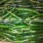 GREEN CHILI