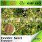 BNP GMP ISO supplier dodder seed extract powder---BNP