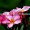 Red flower Plumeria rubra