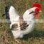 creative simulation wholesale chicken figurines