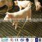 crimped wire mesh/Mine sieving mesh/barbecue mesh with ISO