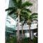 artificial coconut tree