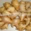 Fresh China Potato Shangdong Potato/Onion/Garlic/Ginger