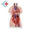 HC-S240 Human anatomical model ,85CM two-sex torso model 23 pieces/Human Unisex Torso Model