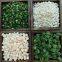 new harvest wholesales freeze dried spinach New harvest
