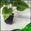 Hot New Products For 2015 Potted Plant