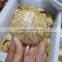 Polished Echinoid Star Fish/Sand Dollars Natural Star Fish Fossils