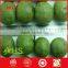 2015 New Corp Wholesale (xinjiang185) Walnut Inshelled/walnut Kernel Price