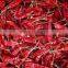 Red chilli Teja chilli with stem.