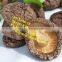 dry flower shiitake/nutrious dried xianggu for sale