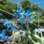 Borage Oil supply in bulk