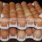 Bangchi 42-cell Plastic Chicken Egg Tray /box/carton for Automatic Hatching Machinery